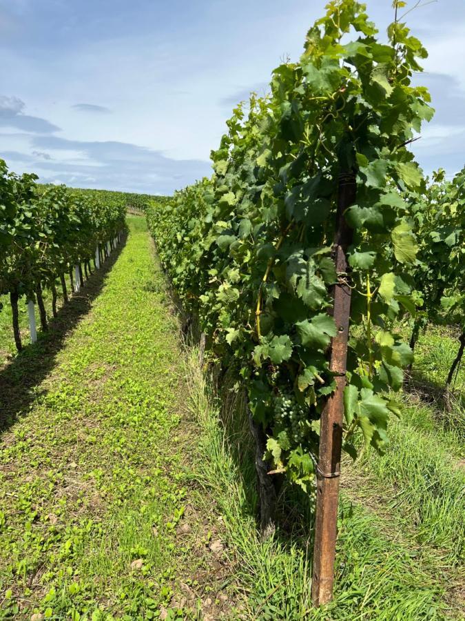 Ferienwohnung Landleben Fuer 2-3 Personen Edesheim Exteriér fotografie